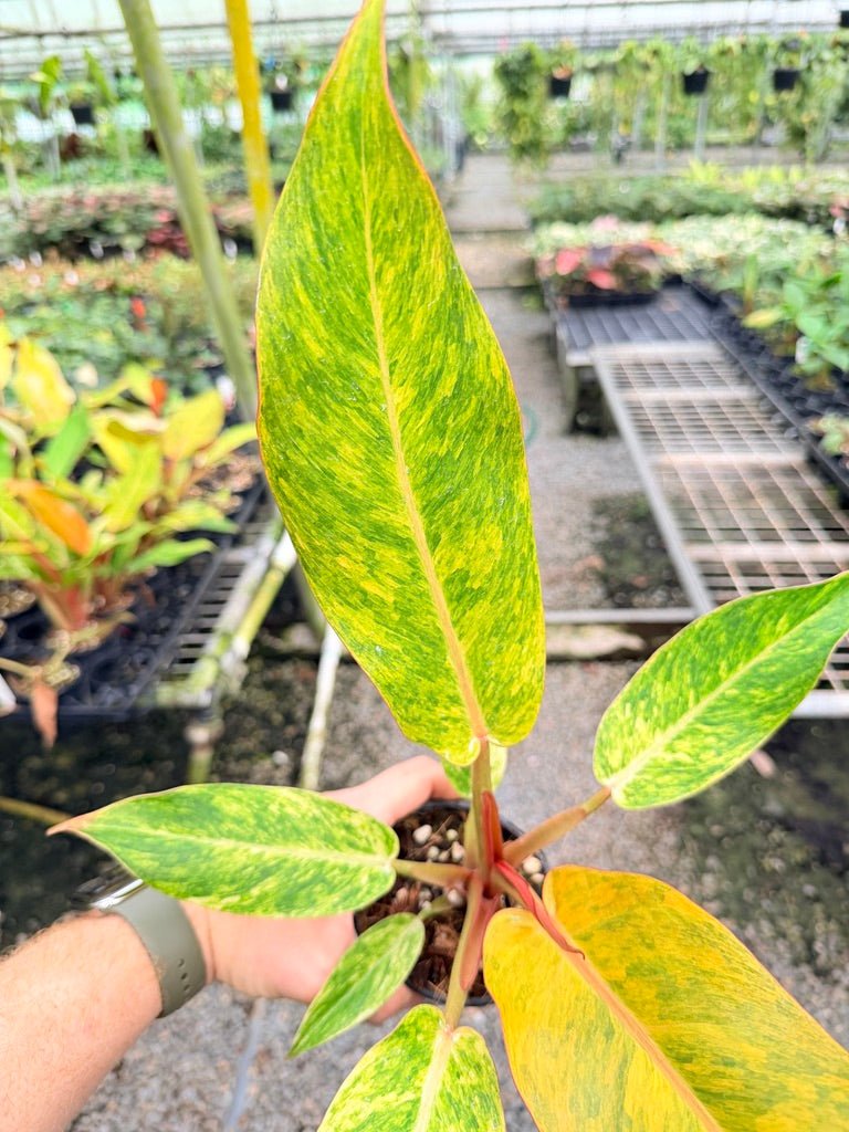 Handpicked 186 - Philodendron Erubescens - Autumn Queen | Uprooted