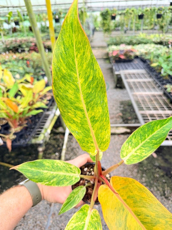 Handpicked 186 - Philodendron Erubescens - Autumn Queen | Uprooted