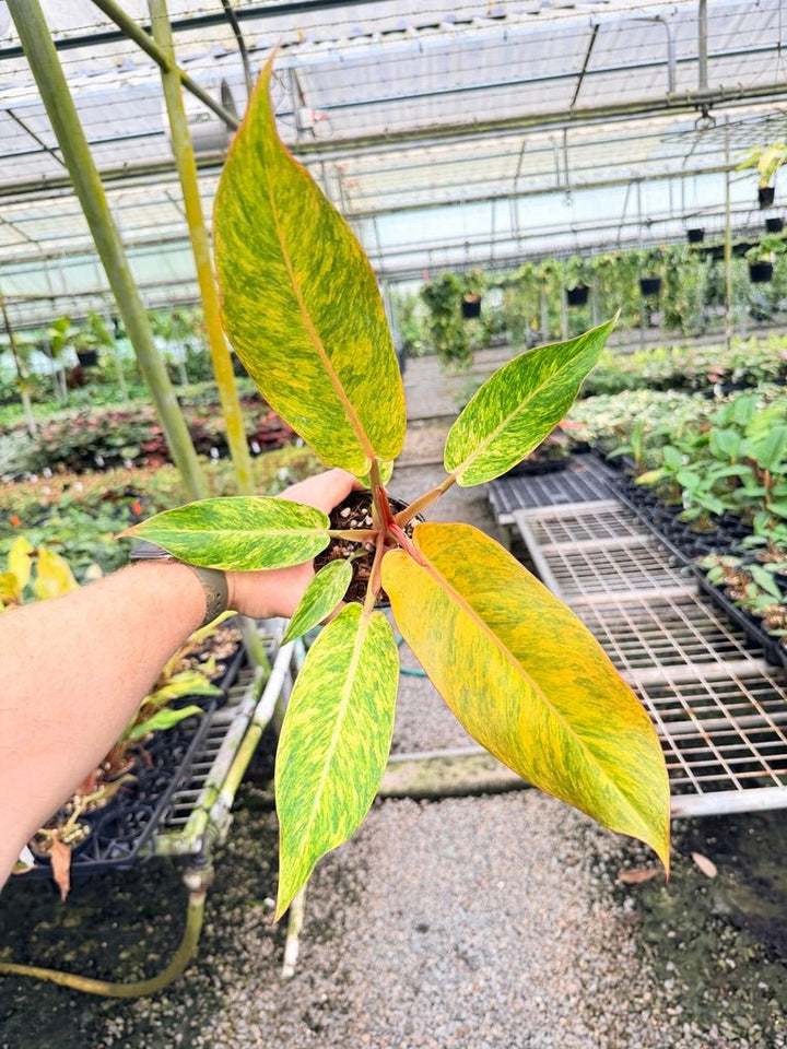 Handpicked 186 - Philodendron Erubescens - Autumn Queen | Uprooted