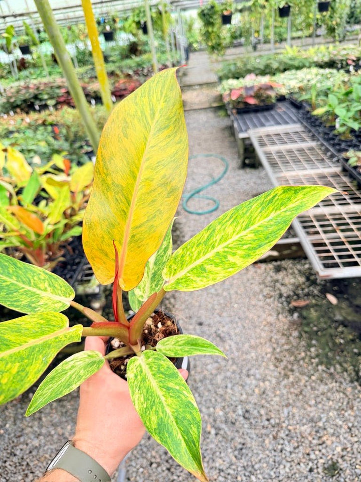 Handpicked 186 - Philodendron Erubescens - Autumn Queen | Uprooted