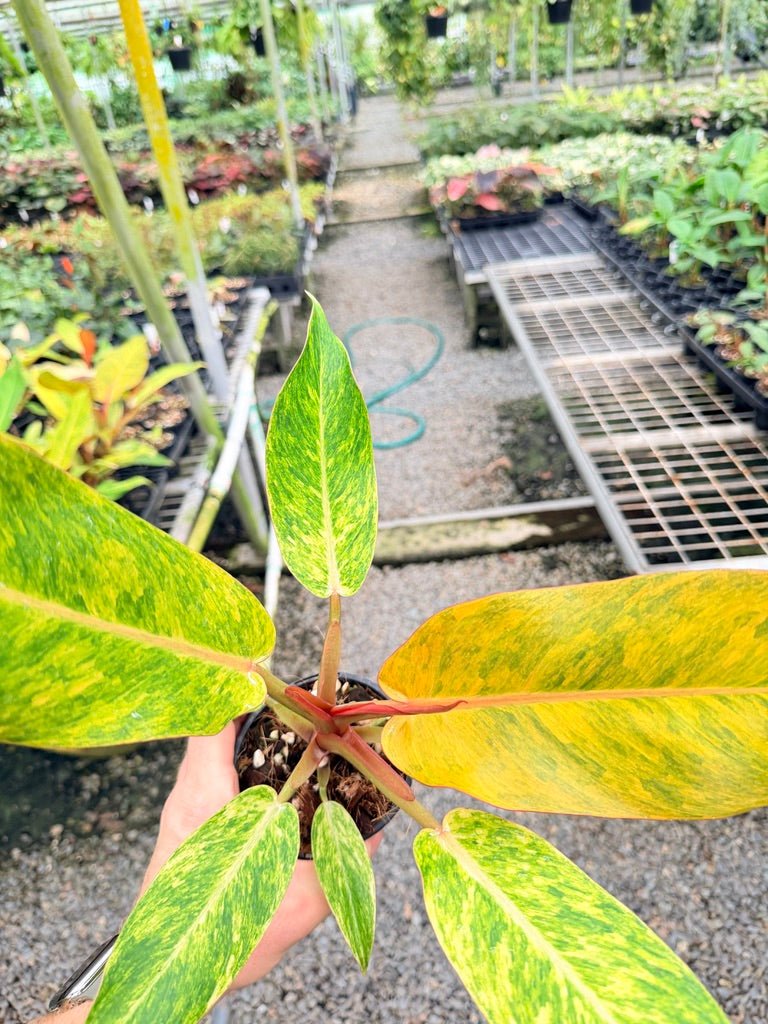 Handpicked 186 - Philodendron Erubescens - Autumn Queen | Uprooted