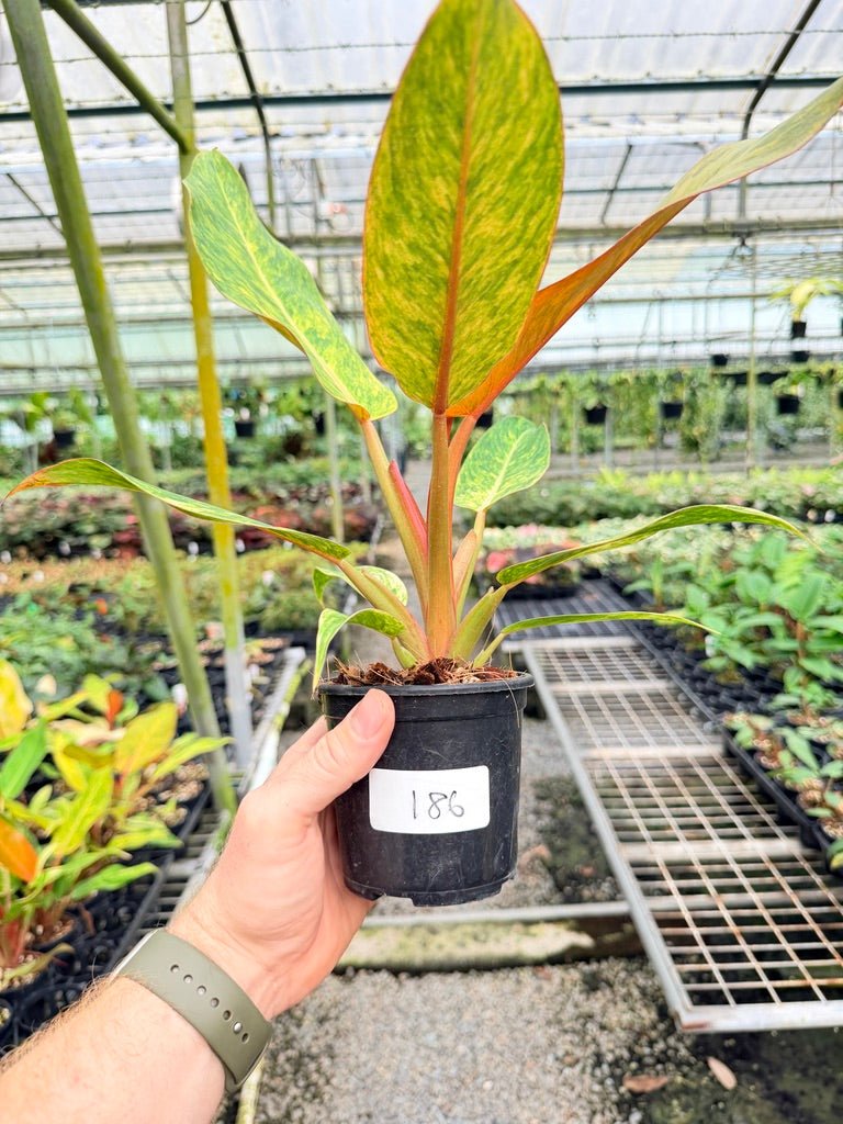 Handpicked 186 - Philodendron Erubescens - Autumn Queen | Uprooted