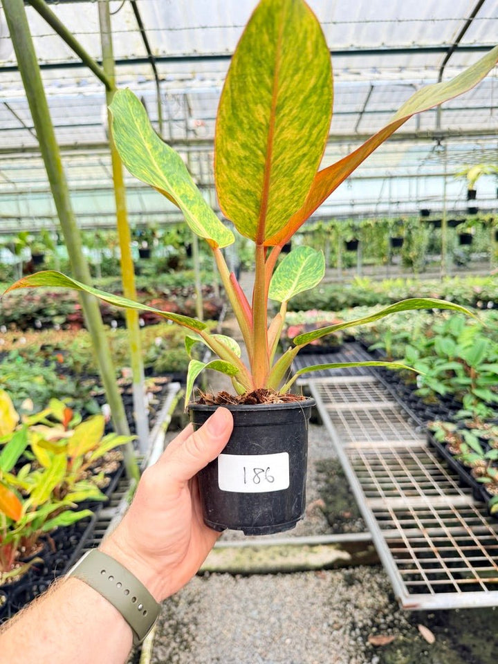 Handpicked 186 - Philodendron Erubescens - Autumn Queen | Uprooted