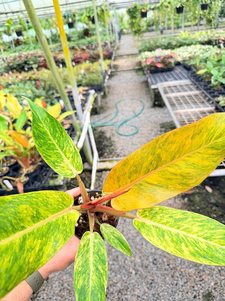 Handpicked 186 - Philodendron Erubescens - Autumn Queen | Uprooted