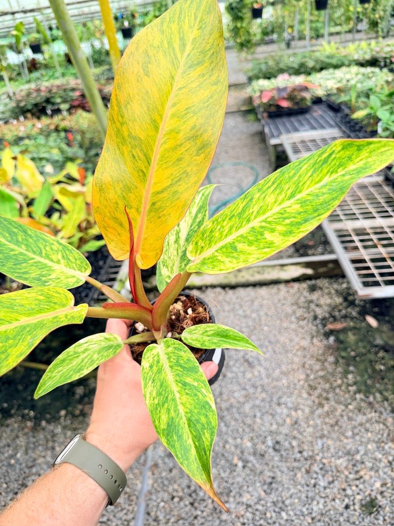 Handpicked 186 - Philodendron Erubescens - Autumn Queen | Uprooted