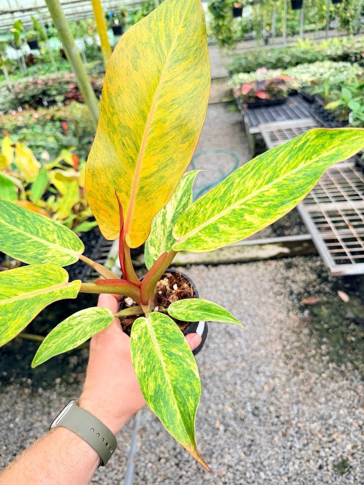 Handpicked 186 - Philodendron Erubescens - Autumn Queen | Uprooted