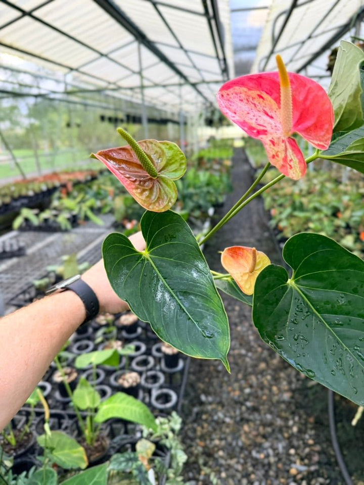 Handpicked 187 - Anthurium Andraeanum - Shibori | Uprooted