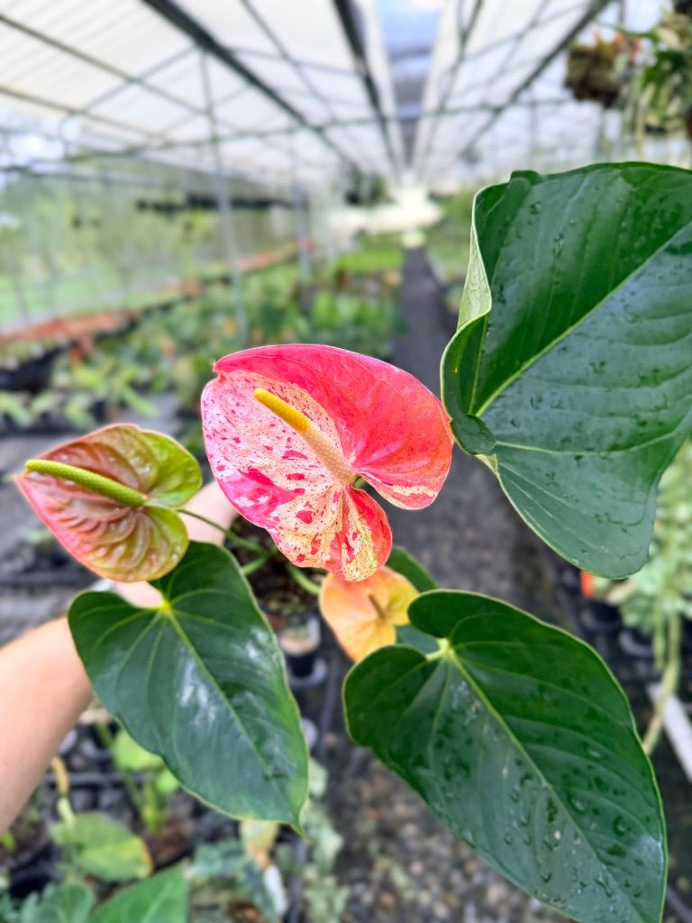 Handpicked 187 - Anthurium Andraeanum - Shibori | Uprooted