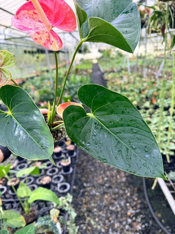Handpicked 187 - Anthurium Andraeanum - Shibori | Uprooted