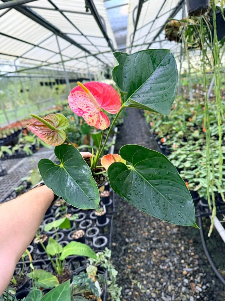 Handpicked 187 - Anthurium Andraeanum - Shibori | Uprooted