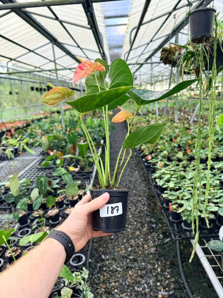 Handpicked 187 - Anthurium Andraeanum - Shibori | Uprooted