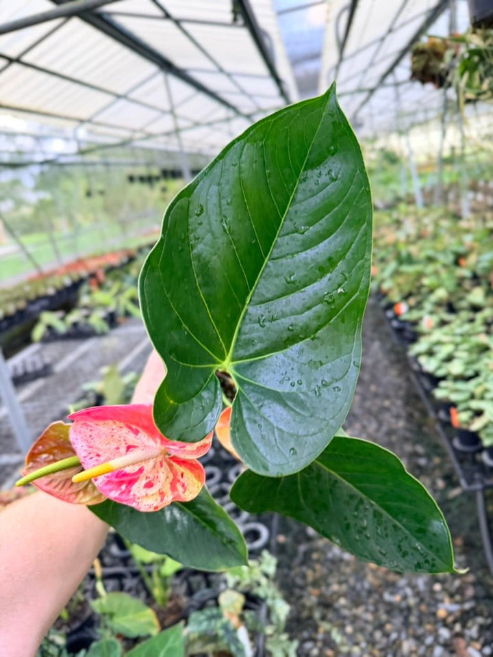 Handpicked 187 - Anthurium Andraeanum - Shibori | Uprooted