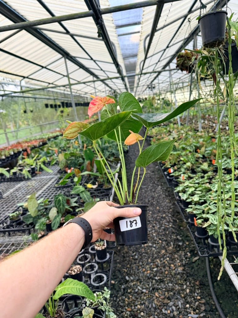 Handpicked 187 - Anthurium Andraeanum - Shibori | Uprooted