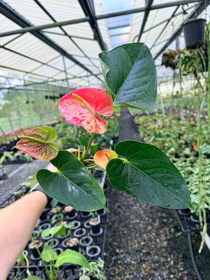 Handpicked 187 - Anthurium Andraeanum - Shibori | Uprooted