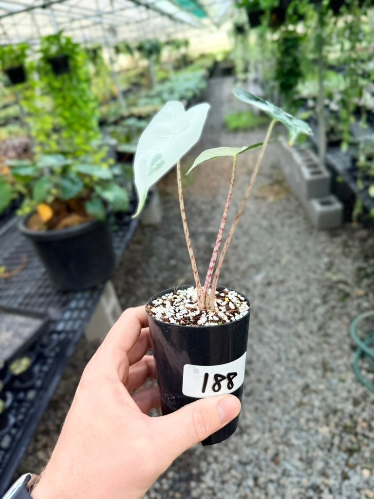 Handpicked 188 - Alocasia Zebrina Variegata Albo | Uprooted