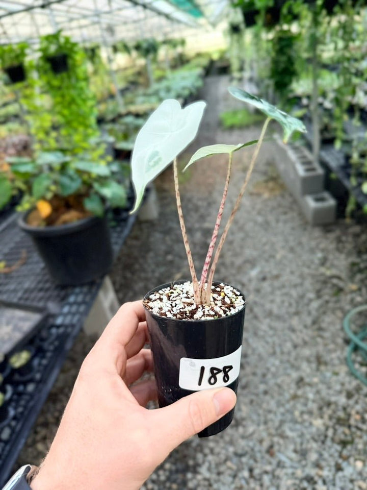 Handpicked 188 - Alocasia Zebrina Variegata Albo | Uprooted