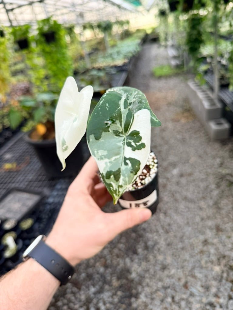 Handpicked 188 - Alocasia Zebrina Variegata Albo | Uprooted