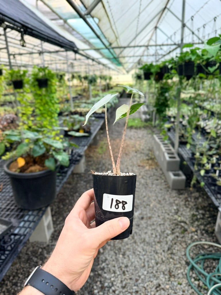 Handpicked 188 - Alocasia Zebrina Variegata Albo | Uprooted