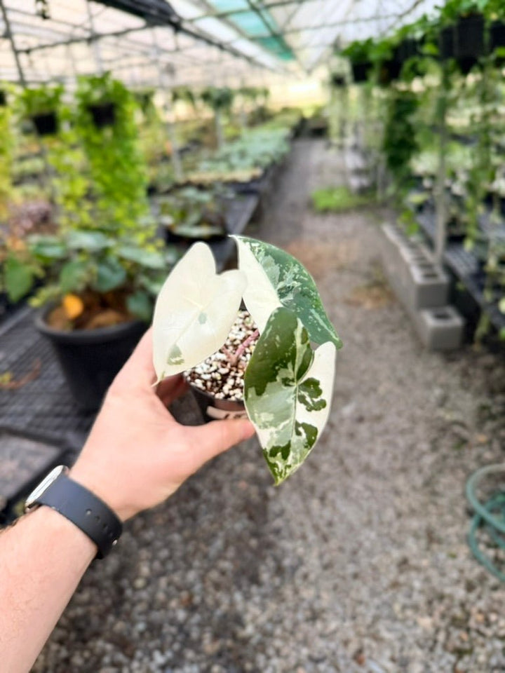Handpicked 188 - Alocasia Zebrina Variegata Albo | Uprooted