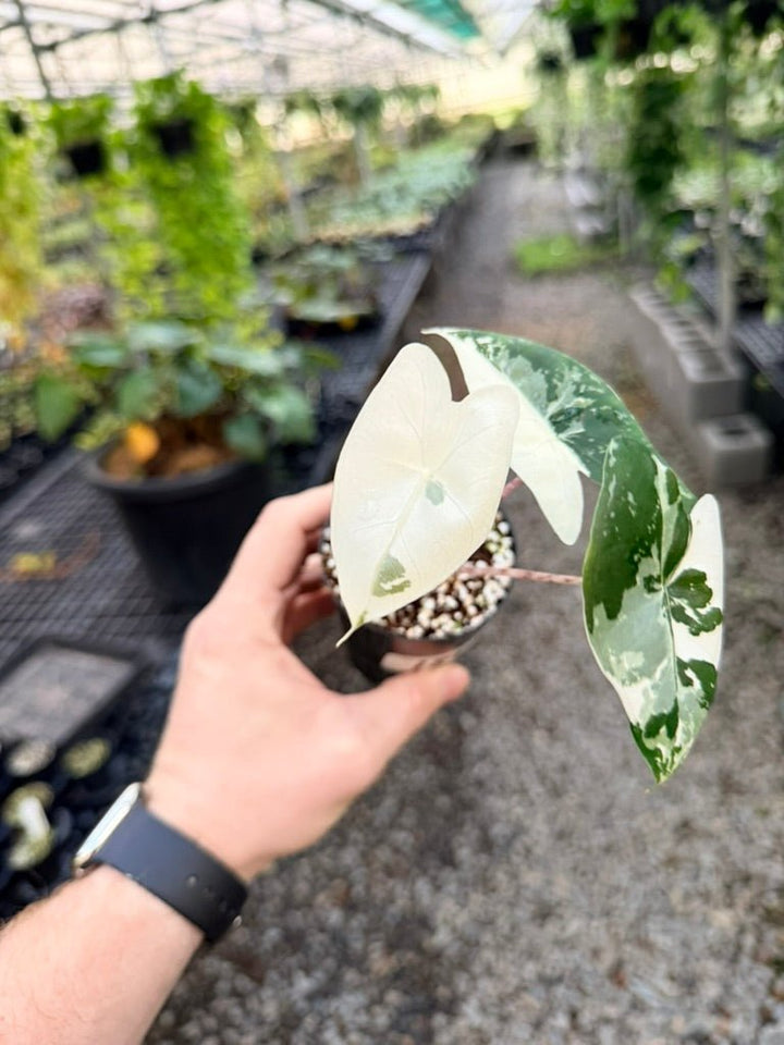Handpicked 188 - Alocasia Zebrina Variegata Albo | Uprooted