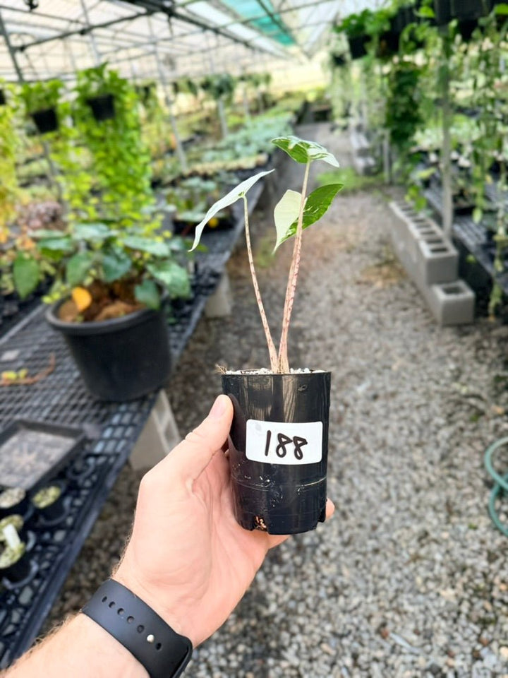 Handpicked 188 - Alocasia Zebrina Variegata Albo | Uprooted