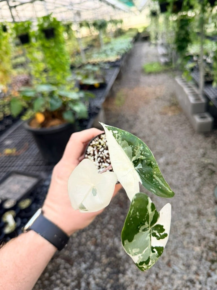 Handpicked 188 - Alocasia Zebrina Variegata Albo | Uprooted