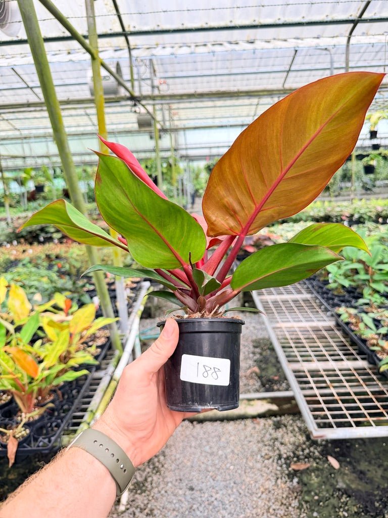 Handpicked 188 - Philodendron Erubescens - Cherry Red | Uprooted