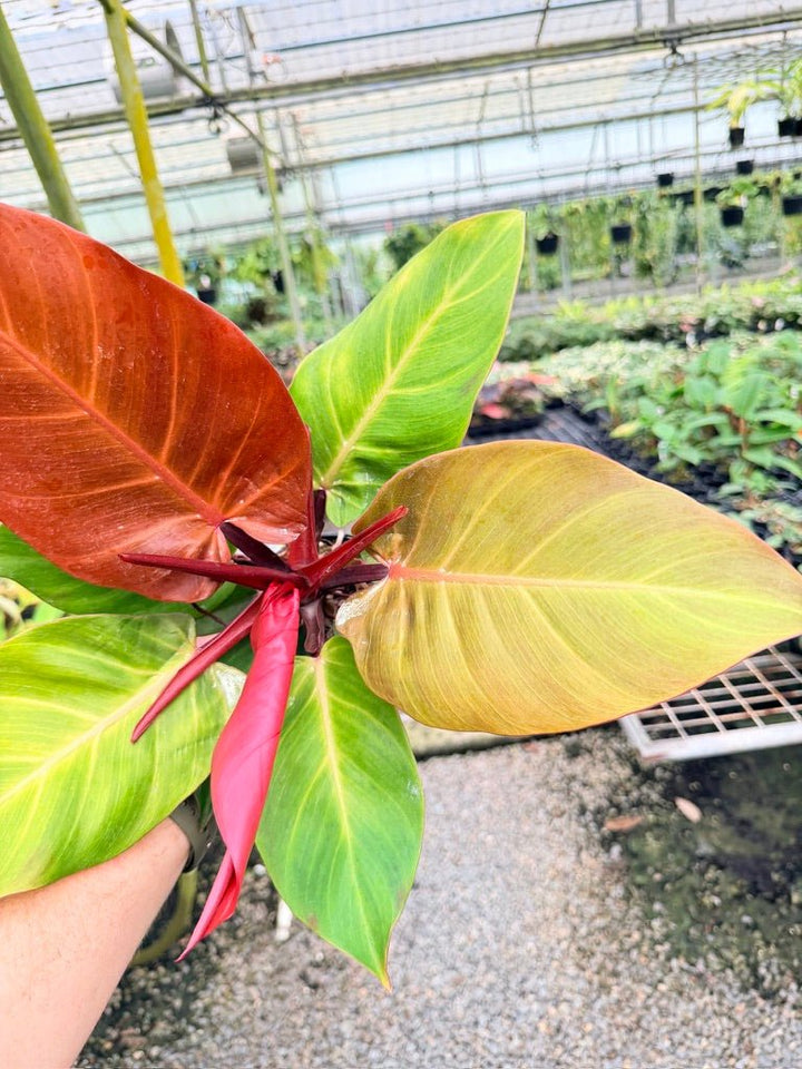 Handpicked 188 - Philodendron Erubescens - Cherry Red | Uprooted