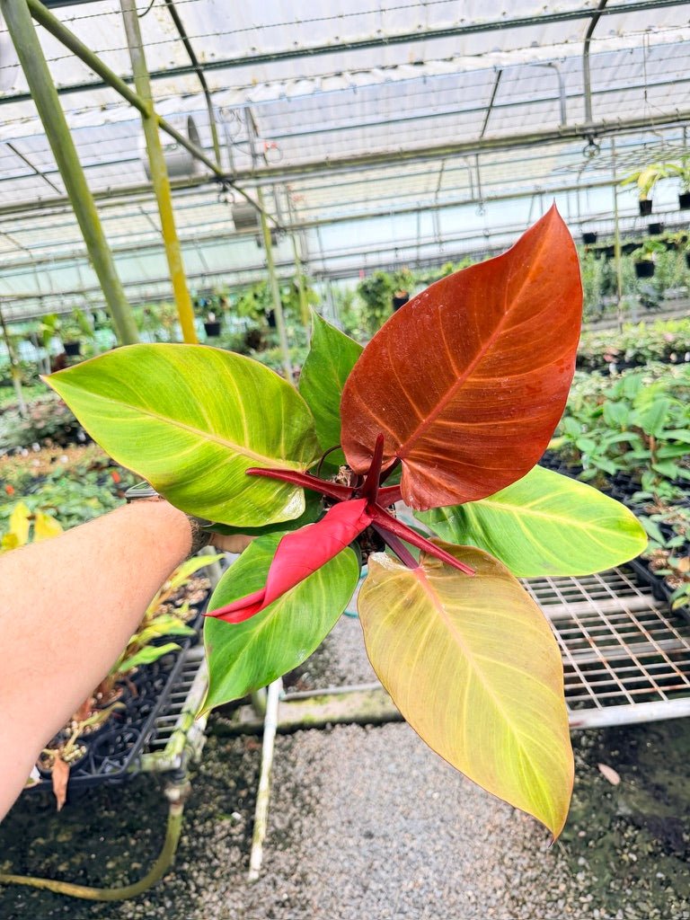 Handpicked 188 - Philodendron Erubescens - Cherry Red | Uprooted