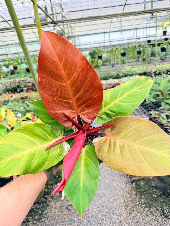 Handpicked 188 - Philodendron Erubescens - Cherry Red | Uprooted