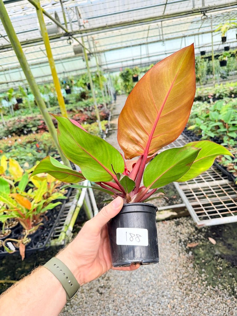 Handpicked 188 - Philodendron Erubescens - Cherry Red | Uprooted