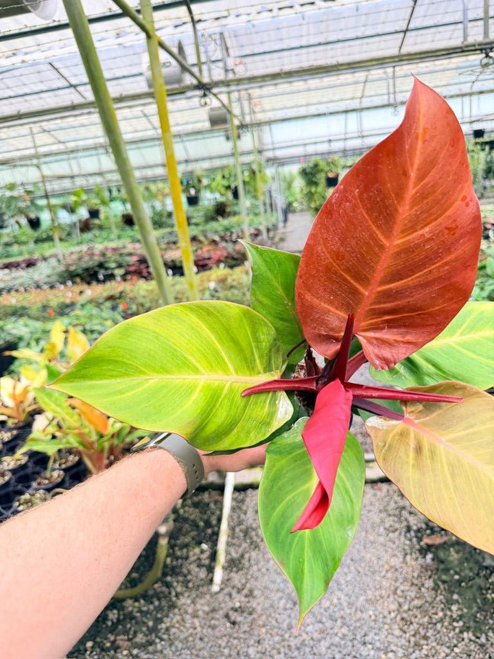 Handpicked 188 - Philodendron Erubescens - Cherry Red | Uprooted
