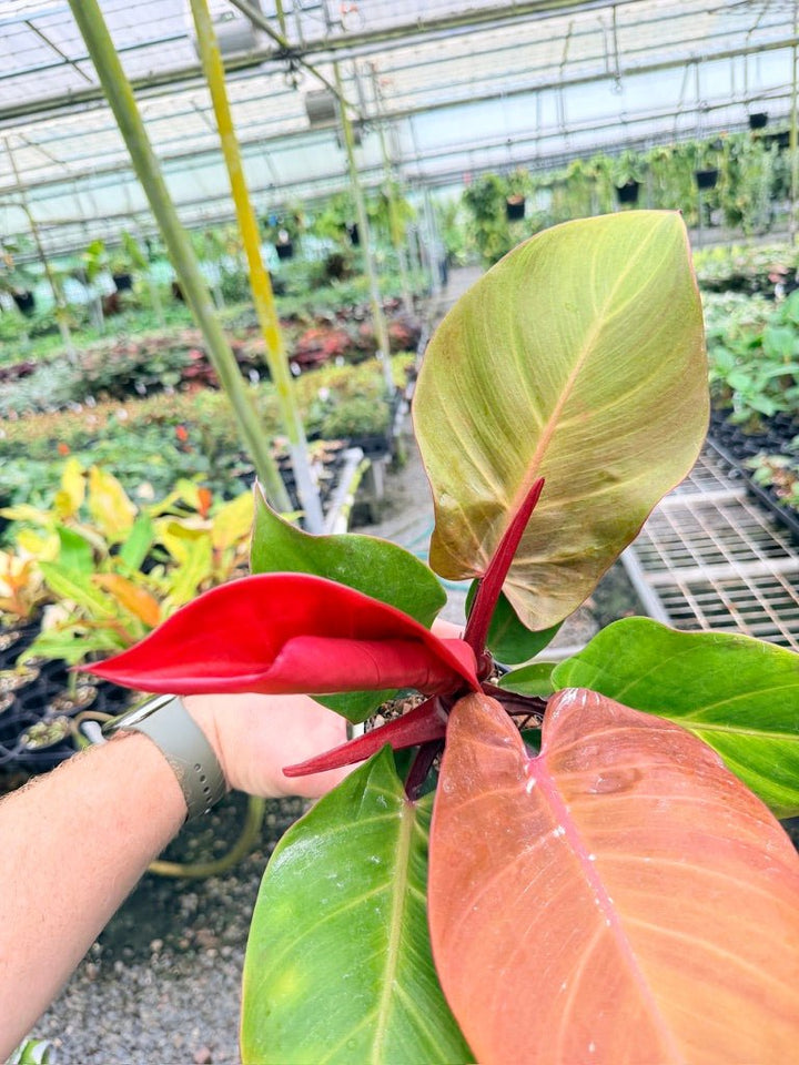 Handpicked 189 - Philodendron Erubescens - Cherry Red | Uprooted
