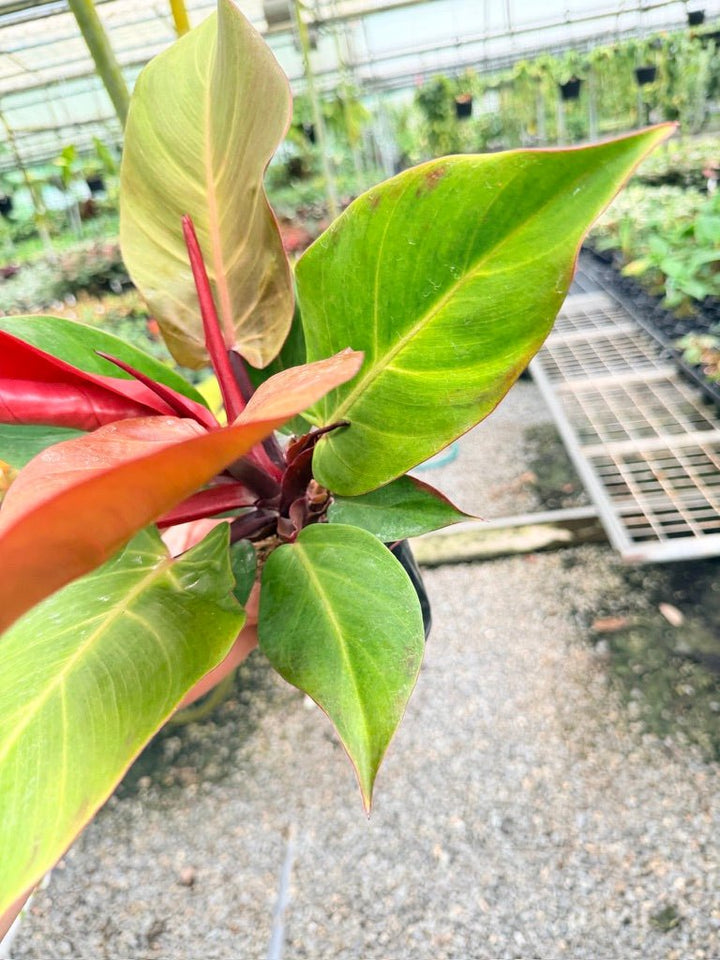 Handpicked 189 - Philodendron Erubescens - Cherry Red | Uprooted