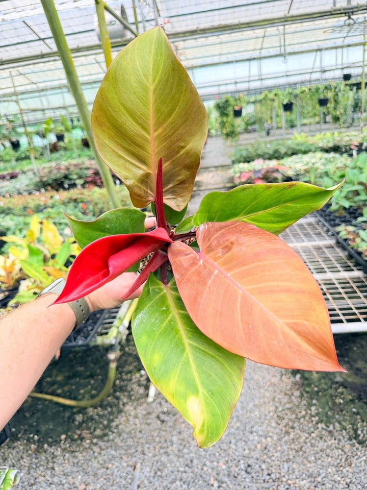 Handpicked 189 - Philodendron Erubescens - Cherry Red | Uprooted
