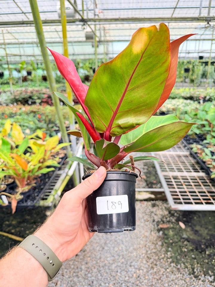 Handpicked 189 - Philodendron Erubescens - Cherry Red | Uprooted