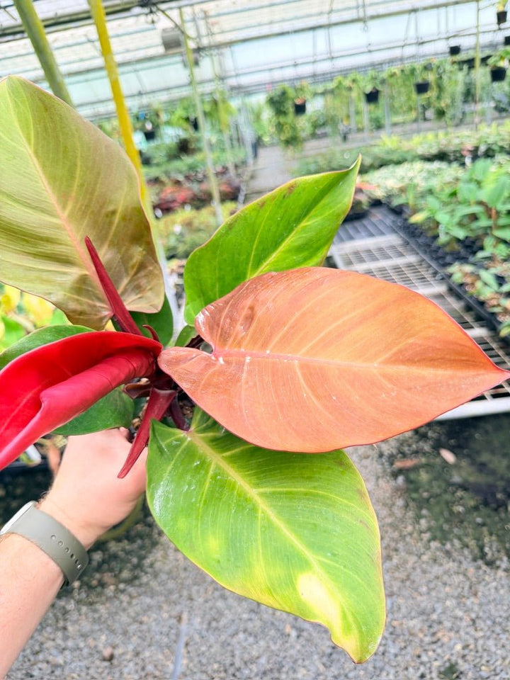 Handpicked 189 - Philodendron Erubescens - Cherry Red | Uprooted