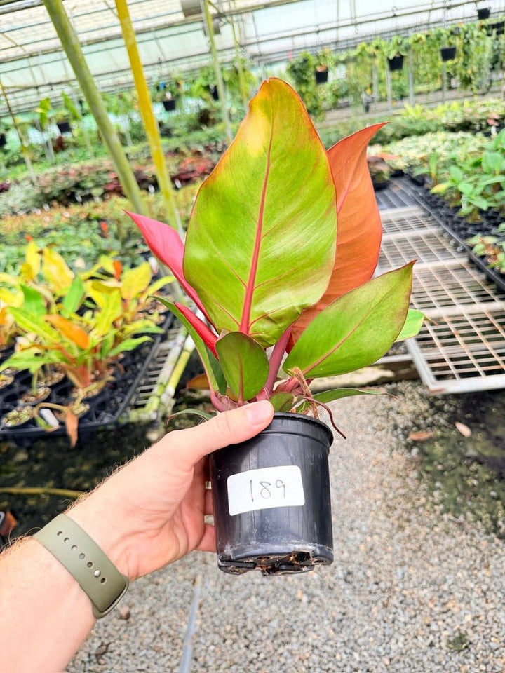 Handpicked 189 - Philodendron Erubescens - Cherry Red | Uprooted