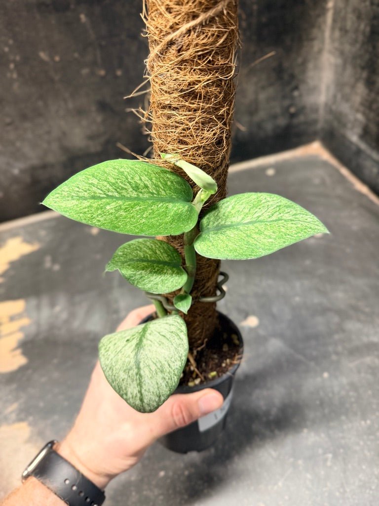 Handpicked 189 - Rhaphidophora Hongkongensis Mint Totem | Uprooted
