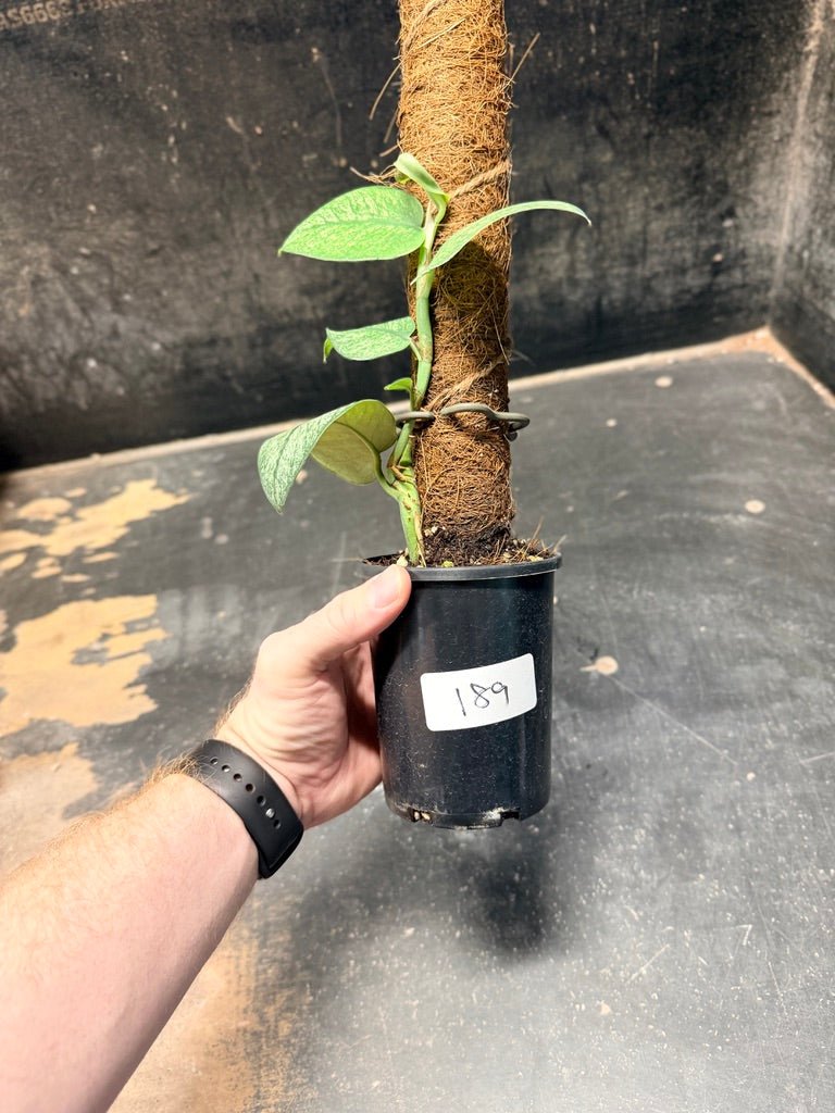 Handpicked 189 - Rhaphidophora Hongkongensis Mint Totem | Uprooted