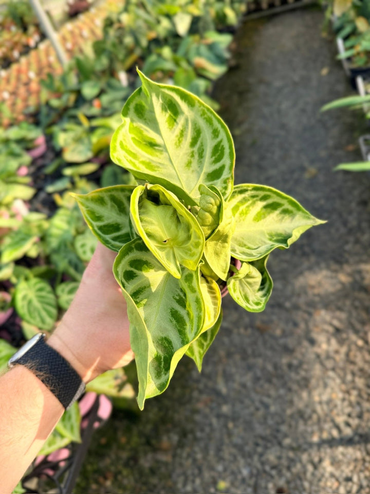 Handpicked 19 - Anthurium Crystallinum Dorayaki - Silver Blush | Uprooted