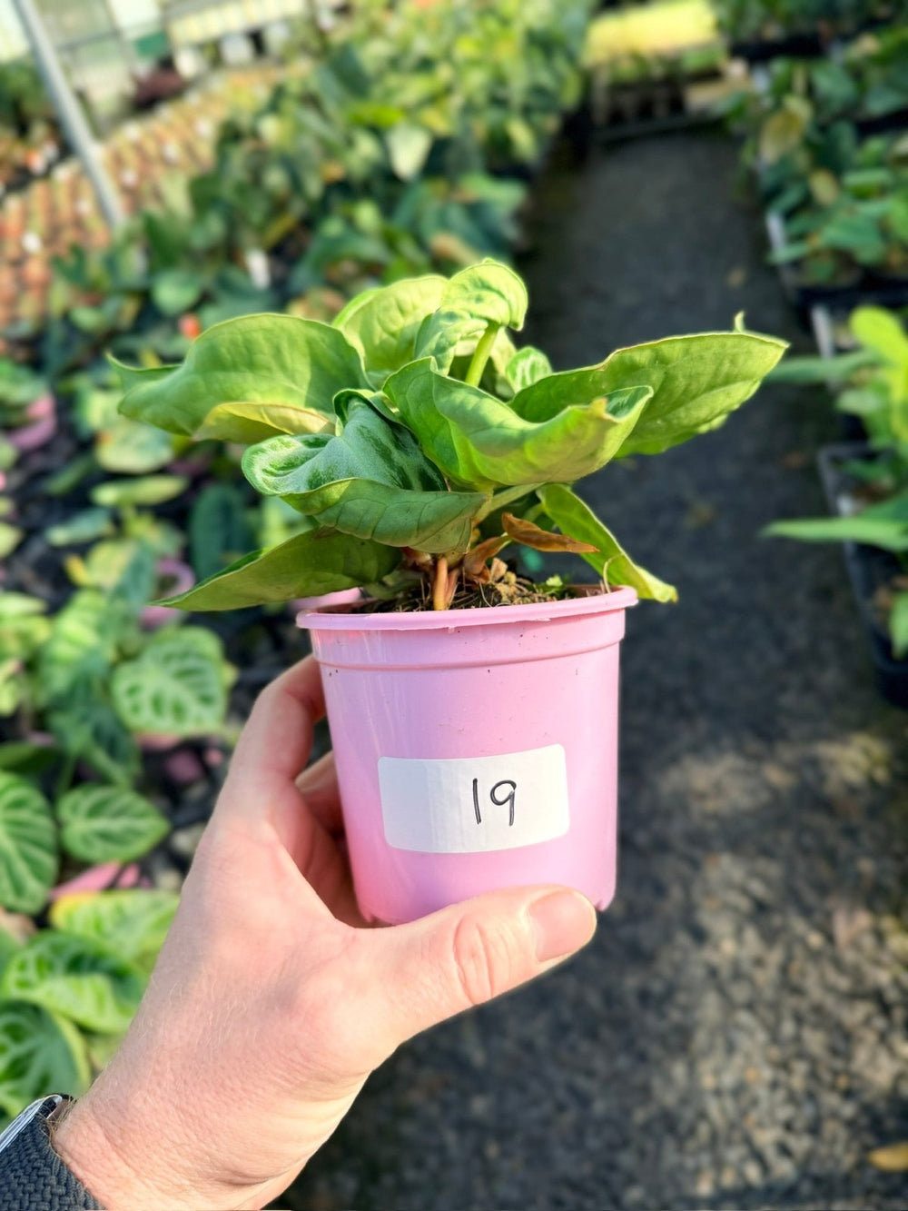 Handpicked 19 - Anthurium Crystallinum Dorayaki - Silver Blush | Uprooted