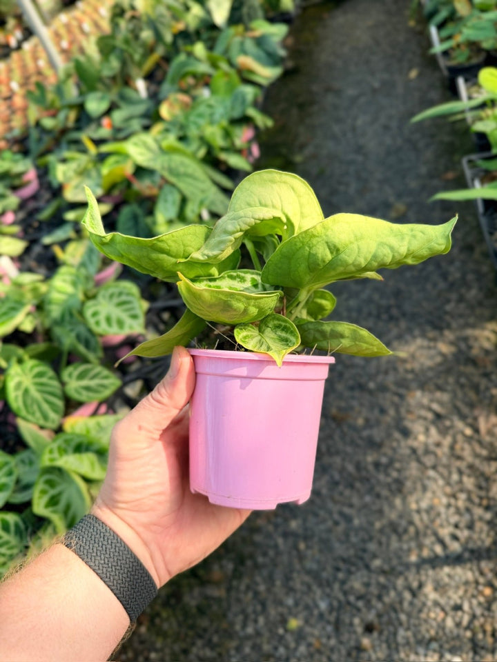 Handpicked 19 - Anthurium Crystallinum Dorayaki - Silver Blush | Uprooted
