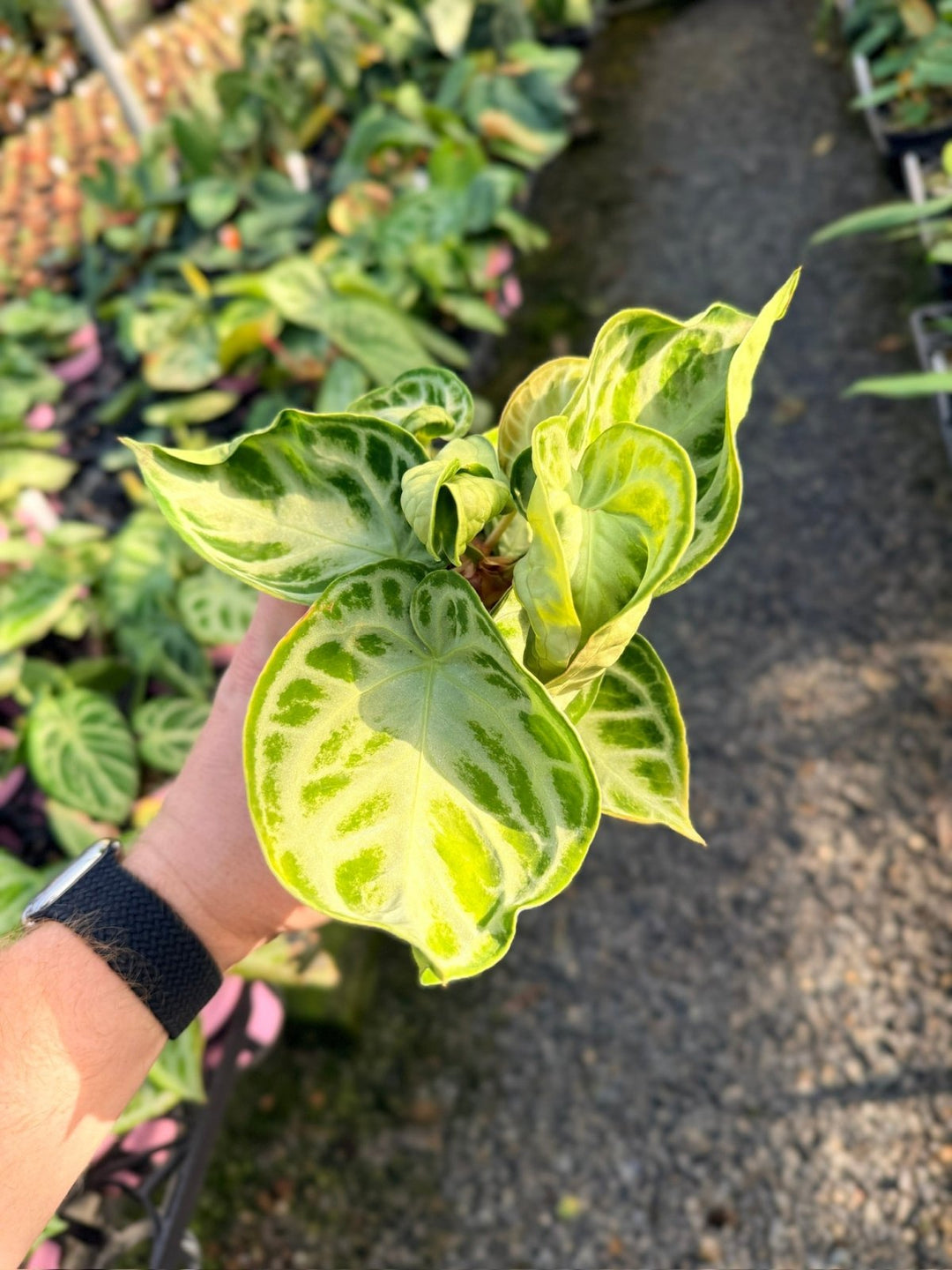 Handpicked 19 - Anthurium Crystallinum Dorayaki - Silver Blush | Uprooted