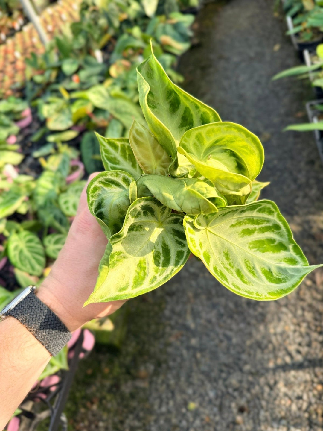 Handpicked 19 - Anthurium Crystallinum Dorayaki - Silver Blush | Uprooted