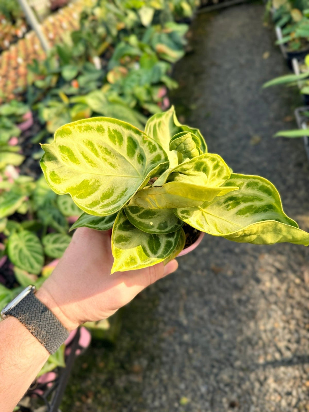 Handpicked 19 - Anthurium Crystallinum Dorayaki - Silver Blush | Uprooted
