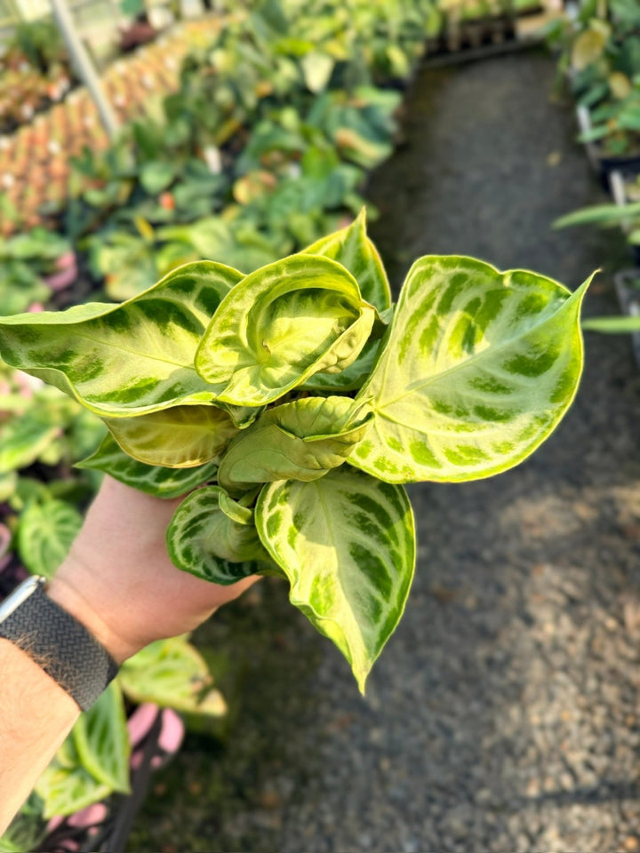 Handpicked 19 - Anthurium Crystallinum Dorayaki - Silver Blush | Uprooted