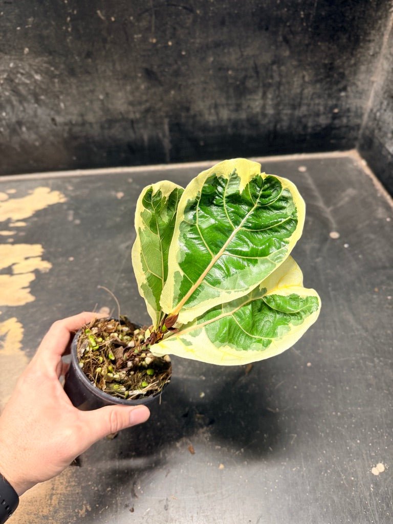 Handpicked #19 - Begonia Maurice Amey | Uprooted