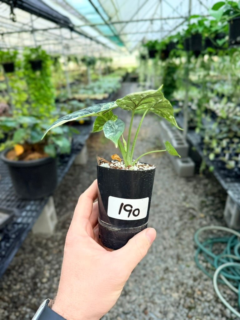 Handpicked 190 - Alocasia Baginda Dragon Scale Variegata Albo | Uprooted