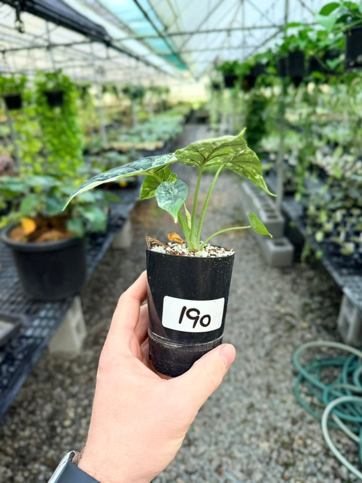 Handpicked 190 - Alocasia Baginda Dragon Scale Variegata Albo | Uprooted